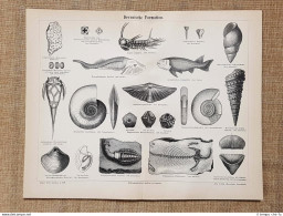 Formazioni Dell'era Devoniana O Periodo Devoniano Geologia Tavola Del 1890 - Ante 1900