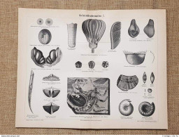 Il Processo Di Formazione Del Carbon Fossile Geologia Tavola Del 1890 - Ante 1900