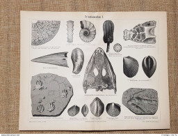 Formazioni Dell'era Triassica O Periodo Triassico (1) Geologia Tavola Del 1890 - Ante 1900