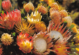 Protea And Leucospermum  Cape Town  Johannesburg  17 (scan Recto-verso)MA2296 - Afrique Du Sud