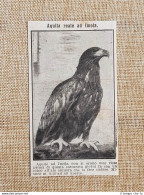 Imola Nel 1914 Lo Straordinario Avvistamento Di Un'aquila Reale Bologna - Autres & Non Classés