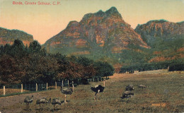 AFRIQUE DU SUD - Groote Schuur - Birds - Carte Postale Ancienne - Afrique Du Sud