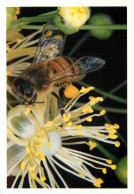 Animaux - Insectes - Abeilles - Domaine Apicole De Chezelles - Feu D'artifice Ou Fleur De Tilleul L'abeille Y Puise Avec - Insectos