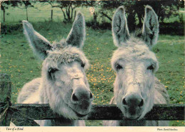 Animaux - Anes - Royaume Uni - Angleterre - England - UK - United Kingdom - Two Of A Kind - CPM - Voir Scans Recto-Verso - Donkeys