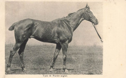 Hippisme * Type De Hunter Anglais * Hippique Chevaux Horse - Hippisme