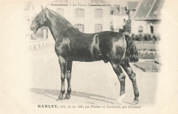 Hippisme * La France Chevaline N°6 1909 * Concours Centrale Hippique * Cheval HARLEY Noir - Reitsport