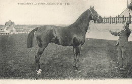 Hippisme * La France Chevaline N°21 1909 * Concours Centrale Hippique * Cheval AZUR Bai Brun - Hippisme