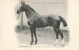 Hippisme * La France Chevaline N°18 1909 * Concours Centrale Hippique * Cheval JUVIGNY Noir - Horse Show