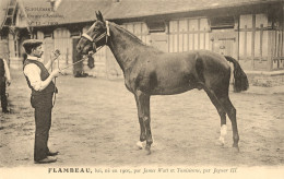 Hippisme * La France Chevaline N°32 1909 * Concours Centrale Hippique * Cheval FLAMBEAU Bai - Hippisme