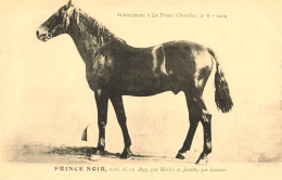 Hippisme * La France Chevaline N°8 1909 * Concours Centrale Hippique * Cheval PRINCE NOIR Noir - Hípica