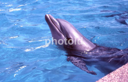 10 SLIDES SET 1984 DOLPHIN DELFINES MARINELAND MALLORCA ESPANA SPAIN AMATEUR 35mm SLIDE Not PHOTO No FOTO NB3957 - Diapositives