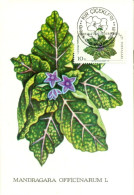 Turkish Cyprus Zypern Chypre Cipro " 1981 Flowers Mandragana Officinarum L  " Maximum Card - Otros & Sin Clasificación