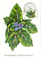 Turkish Cyprus Zypern Chypre Cipro " 1981 Flowers Mandragana Officinarum L  " Maximum Card - Autres & Non Classés