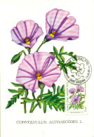 Turkish Cyprus Zypern Chypre Cipro " 1981 Flowers Convolvulus Althaeoides  " Maximum Card - Sonstige & Ohne Zuordnung