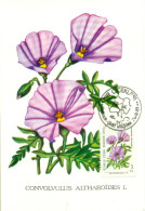 Turkish Cyprus Zypern Chypre Cipro " 1981 Flowers Convolvulus Althaeoides  " Maximum Card - Other & Unclassified