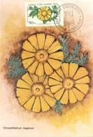 Turkish Cyprus Zypern Chypre Cipro " 1981 Flowers Chyrsanthemum Segetum  " Maximum Card - Other & Unclassified