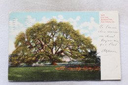 Cpa 1906, New Olreans, Live Oak Audubon Park, USA, Etats Unis - New Orleans