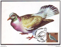 BULGARIA, CARTE MAXIMUM, BIRDS-Columba Palumbus # - Palomas, Tórtolas