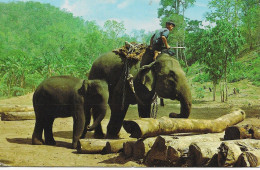 Asie > Thaïlande  Trained Elephants Carring TEAK LOGS  In Chiangmal North Thailand Elephants Au Travail 02 - Thaïlande