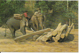 Asie > Thaïlande  Elephants Au Travail 01 Chieng Mai North Thailand - Thaïland