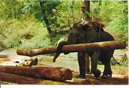 Asie > Thaïlande  Elephants Au Travail 00 Chiengmai North Thailand - Tailandia