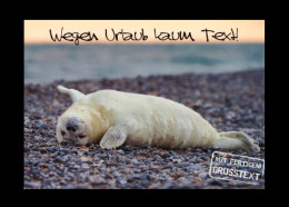 Bund / Germany: Ansichtskarte [AK] 'Seehund [Robbe] – Nordsee' / Postcard 'Common Seal – North Sea' Gebraucht / Used - Nordfriesland
