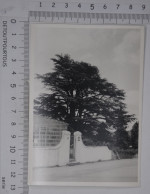 Photo Photographie Le Cèdre Des Pépinières PAUL CROIX à BOURG ARGENTAL Loire (abattu En 2011 à 184 Ans) - Objets