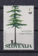 SLOVENIA 2024,FLORA,LARIX,TURISM,The Millennial Larch In The Valley Of The Mala Pišnica,MNH - Slovenia