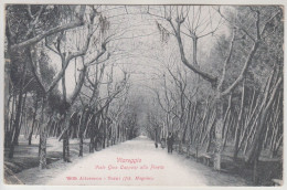 Viareggio, Viale Gino Capponi. Alla Pineta. Cartolina Viaggiata 1907 - Viareggio