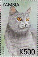 Zm9901 Zambia 1999, Cats And Dogs, K500 - Chartreux Cat - Zambia (1965-...)