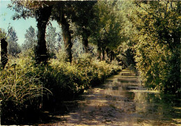 85 - Maillezais - Venise Vendéenne - Promenades En Barques Au Pied De L'Abbaye Saint-Pierre - Fossé De La Chapelle - CPM - Maillezais