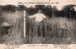 Effets Du Sulfate D'Ammoniaque Sur Le Blé - Rendement A L'Hectare - Agriculteur En Pleine Comparaison - Cultivation