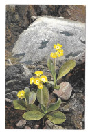 Alpenflora Primula Auricula Otto Haus Austria Nenke Ostermaier Serie 523 N 944 Postcard - Blumen