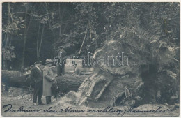 T2/T3 1931 Karánsebes, Caransebes; Der Baum Der 3 Mann Erschlug / A Fa, Ami 3 Embert Megölt / The Tree That Killed 3 Men - Non Classés