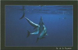 Ile De La Reunion. Grands Dauphins De L'indo Pacificque X4. Dauphin (tursiops Aduncus) Delphin - Dolphins