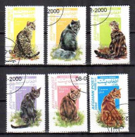 Chats Afghanistan 2000 (11) Yvert N° Non Répertorié Oblitérés Used - Katten