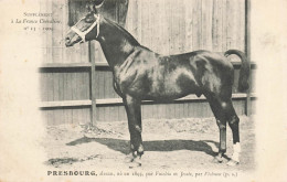 Hippisme * La France Chevaline N°13 1909 * Concours Centrale Hippique * Cheval PRESBOURG Alezan - Reitsport