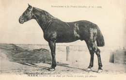 Hippisme * La France Chevaline N°10 1909 * Concours Centrale Hippique * Cheval MARS Bai Brun - Horse Show