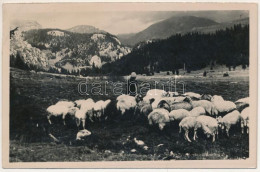 T2/T3 1943 Zernest, Zernyest, Zarnesti; Juhász Birkákkal, Erdélyi Folklór / Shepherd With Sheep, Transylvanian Folklore. - Sin Clasificación