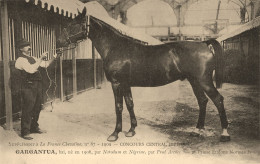 Hippisme * La France Chevaline N°87 1909 * Concours Centrale Hippique * Cheval GARGANTUA Bai étalon Normand - Reitsport