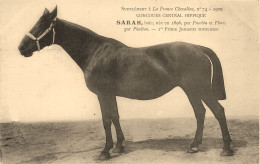 Hippisme * La France Chevaline N°74 1909 * Concours Centrale Hippique * Cheval SARAH Baie Jument Trotteuse - Hippisme