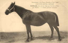 Hippisme * La France Chevaline N°74 1909 * Concours Centrale Hippique * Cheval SARAH Baie Jument Trotteuse - Reitsport