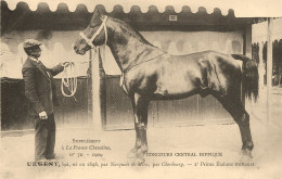 Hippisme * La France Chevaline N°70 1909 * Concours Centrale Hippique * Cheval URGENT Bai étalon Trotteur - Horse Show