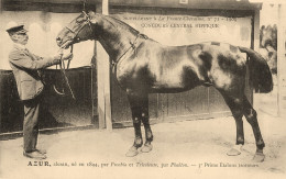 Hippisme * La France Chevaline N°71 1909 * Concours Centrale Hippique * Cheval AZUR Alezan étalon Trotteur - Reitsport