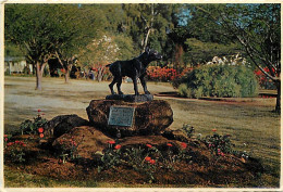 Afrique Du Sud - South Africa - Jock Of The Bushveld - Statue In Barberton Commemorating The Late Sir Percy Fitzpatrick  - Afrique Du Sud