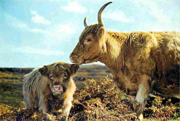 Animaux - Vaches - Ecosse - Scotland - Highiand Cow And Calf - Veau - Carte Neuve - CPM - Voir Scans Recto-Verso - Vaches