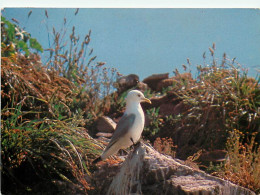 Animaux - Oiseaux - Oiseaux De Mer - Mouettes Tridactyles - CPM - Voir Scans Recto-Verso - Oiseaux