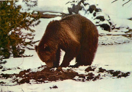 Animaux - Ours - CPM - Voir Scans Recto-Verso - Bears