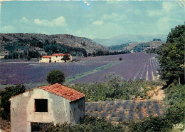 Fleurs - Champs De Lavande - Provence - CPM - Voir Scans Recto-Verso - Flowers