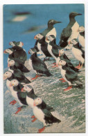 CARTE QSL - URSS - Oiseaux Macareux ( Puffini ) Arctiques - Amateurfunk